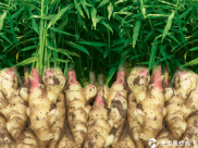 【科普】药食同源——话生姜