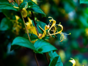 【成飞医院科普】中药里的抗生素——金银花