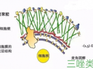 【成飞医院科普】抗真菌药科普系列一：三唑类“兄弟”知多少
