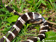 【成飛醫(yī)院科普】了解毒蛇，遠(yuǎn)離危險(xiǎn)，科學(xué)急救