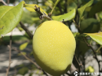 【成飛醫(yī)院科普】木瓜有藥食之分，你了解嗎？